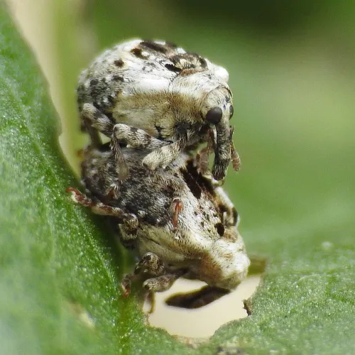 Cionus alauda - photo 5