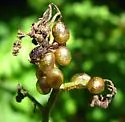 Cionus scrophulariae - photo 2