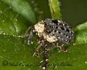 Cionus scrophulariae - photo 4