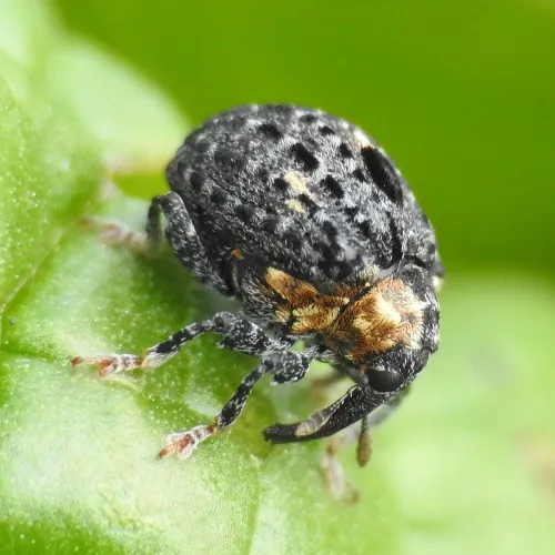 Cionus tuberculosus