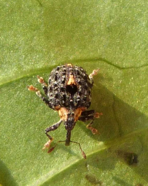 Cionus tuberculosus - photo 2