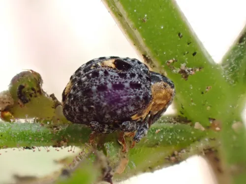 Cionus tuberculosus - photo 3