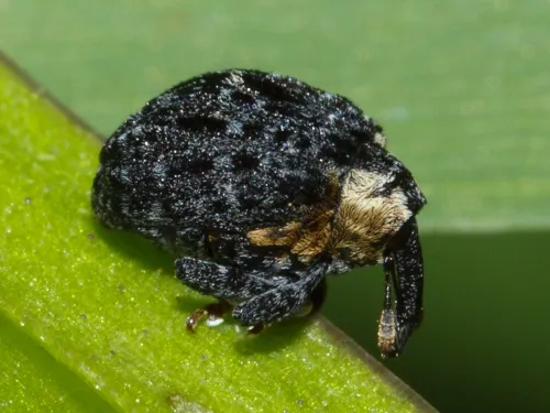Cionus tuberculosus - photo 4