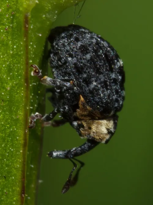 Cionus tuberculosus - photo 5