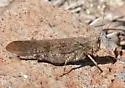 Coconino Wrangler Grasshopper