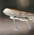 Coconino Wrangler Grasshopper - photo 2