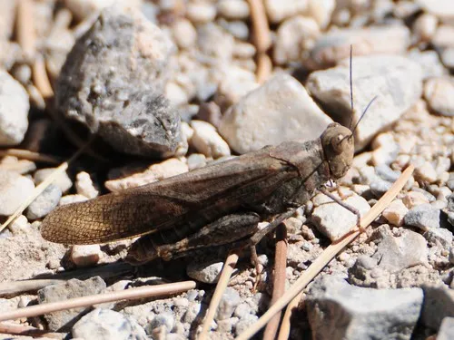 Rattling Grasshopper
