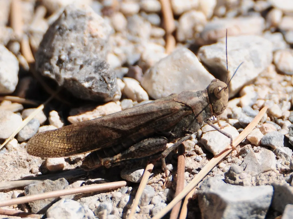 Rattling Grasshopper - photo 2