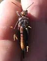 Dancing Grasshopper