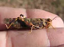 Dancing Grasshopper - photo 3