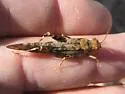 Dancing Grasshopper - photo 4