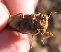 Dancing Grasshopper - photo 5