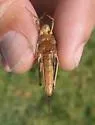 Wrangler Grasshopper