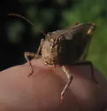Wrangler Grasshopper - photo 2