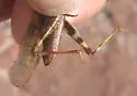 Wrangler Grasshopper - photo 3