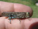 Shasta Grasshopper