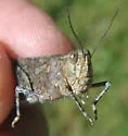 Shasta Grasshopper - photo 2