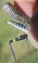 Shasta Grasshopper - photo 3