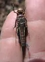 Undulant-Winged Grasshopper