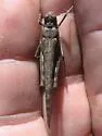 Undulant-Winged Grasshopper - photo 2
