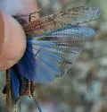 Undulant-Winged Grasshopper - photo 3