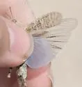 Undulant-Winged Grasshopper - photo 4