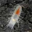 Cirolanides texensis