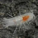 Cirolanides texensis - photo 2