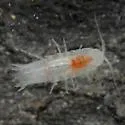 Cirolanides texensis - photo 3