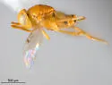 Cirrhencyrtus ehrhorni