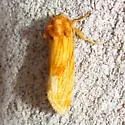 Cirrhophanus pretiosa - Hodges#9766.1