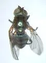 Cirrula austrina