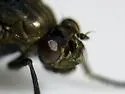 Cirrula gigantea - photo 3