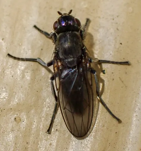 Alkali Fly