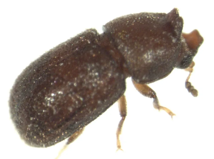 Cis bilamellatus - photo 2