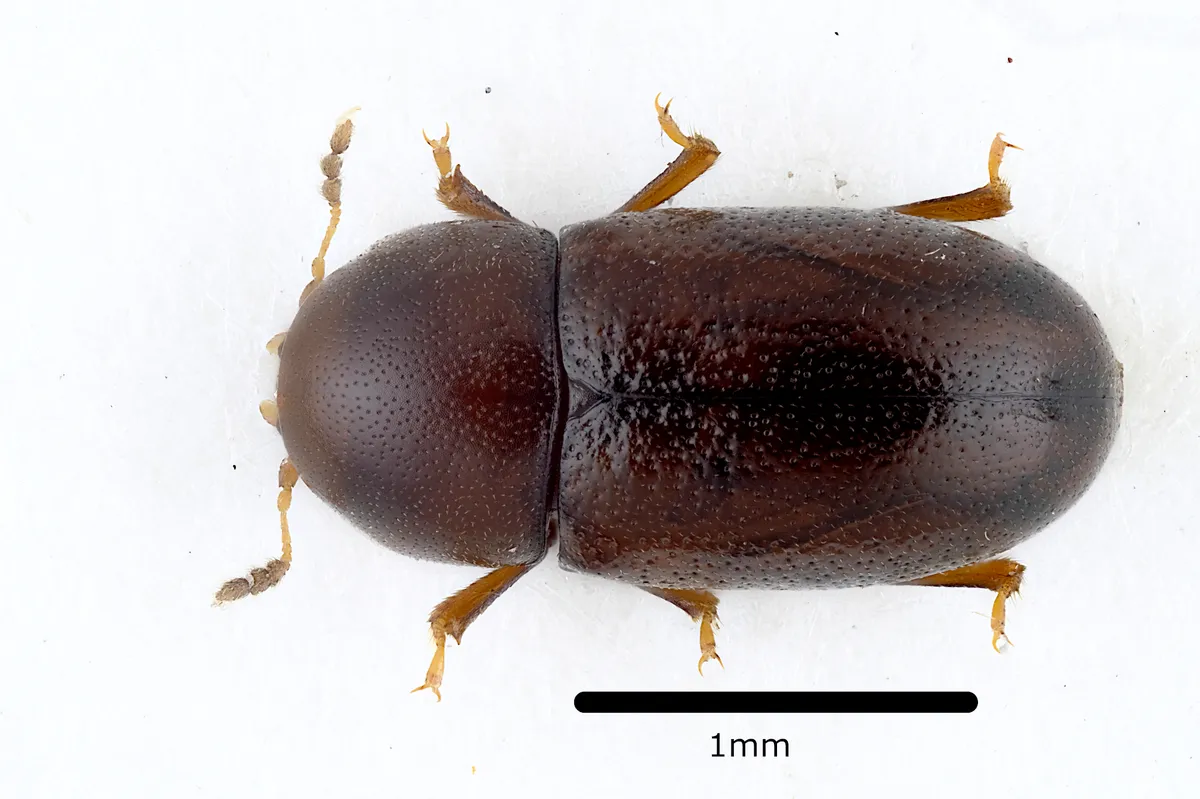 Cis castaneus - photo 2