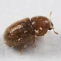 Cis chinensis - photo 2