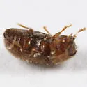 Cis chinensis - photo 3