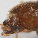 Cis chinensis - photo 4