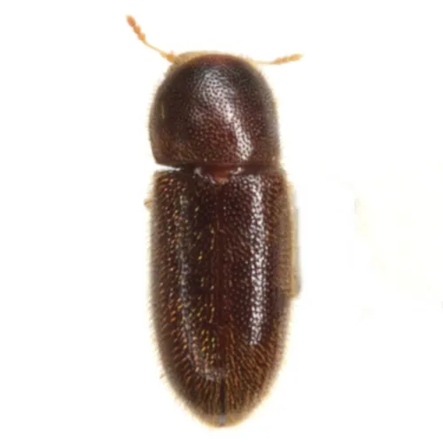 Cis creberrimus - photo 3