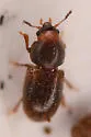 Cis ephippiatus - photo 2