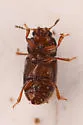 Cis ephippiatus - photo 4