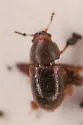 Cis ephippiatus - photo 5