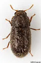 Cis fuscipes - photo 5