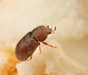 Cis hirsutus