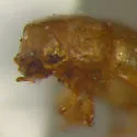 Cis levettei - photo 4