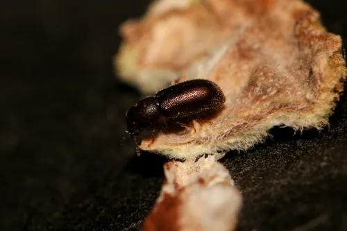 Cis punctulatus