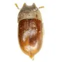 Cis quadridentatus
