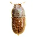 Cis quadridentatus - photo 2