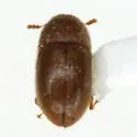 Cis quadridentatus - photo 4